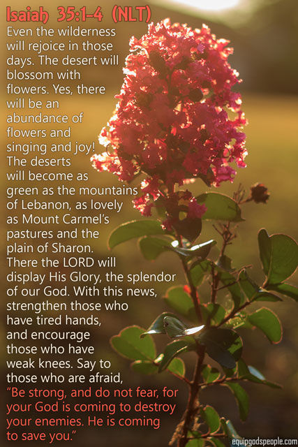 Isaiah 35:1–4 (NLT) “Even the wilderness will rejoice in those days. The desert will blossom with flowers. Yes, there will be an abundance of flowers and singing and joy! The deserts will become as green as the mountains of Lebanon, as lovely as Mount Carmel’s pastures and the plain of Sharon. There the LORD will display His Glory, the splendor of our God. With this news, strengthen those who have tired hands, and encourage those who have weak knees. Say to those who are afraid, ‘Be strong, and do not fear, for your God is coming to destroy your enemies. He is coming to save you.’”